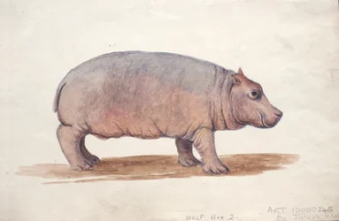 Obaysch, c.1850